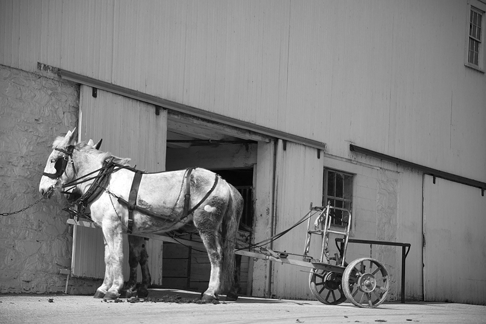 Amish Ride #68