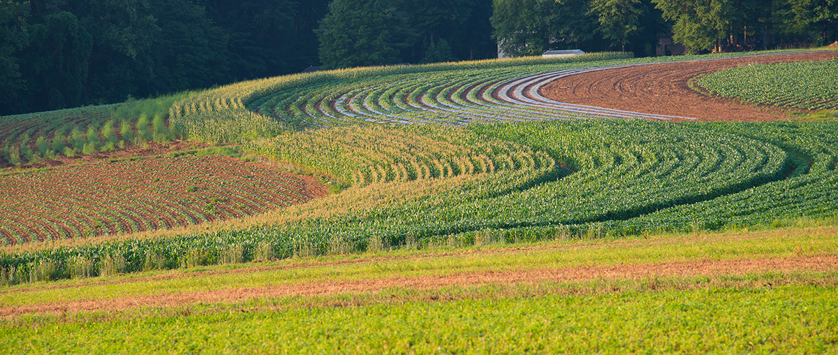 Crop Maze