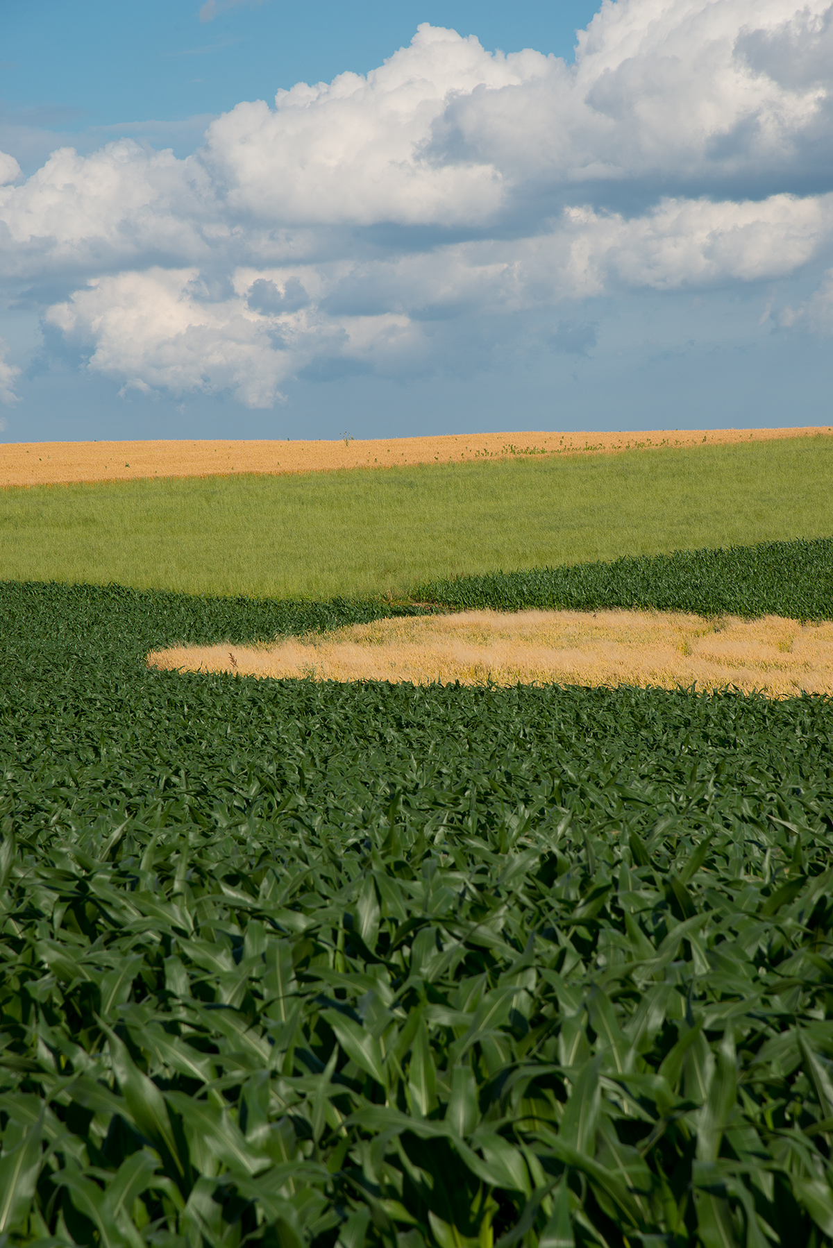 Field Painting