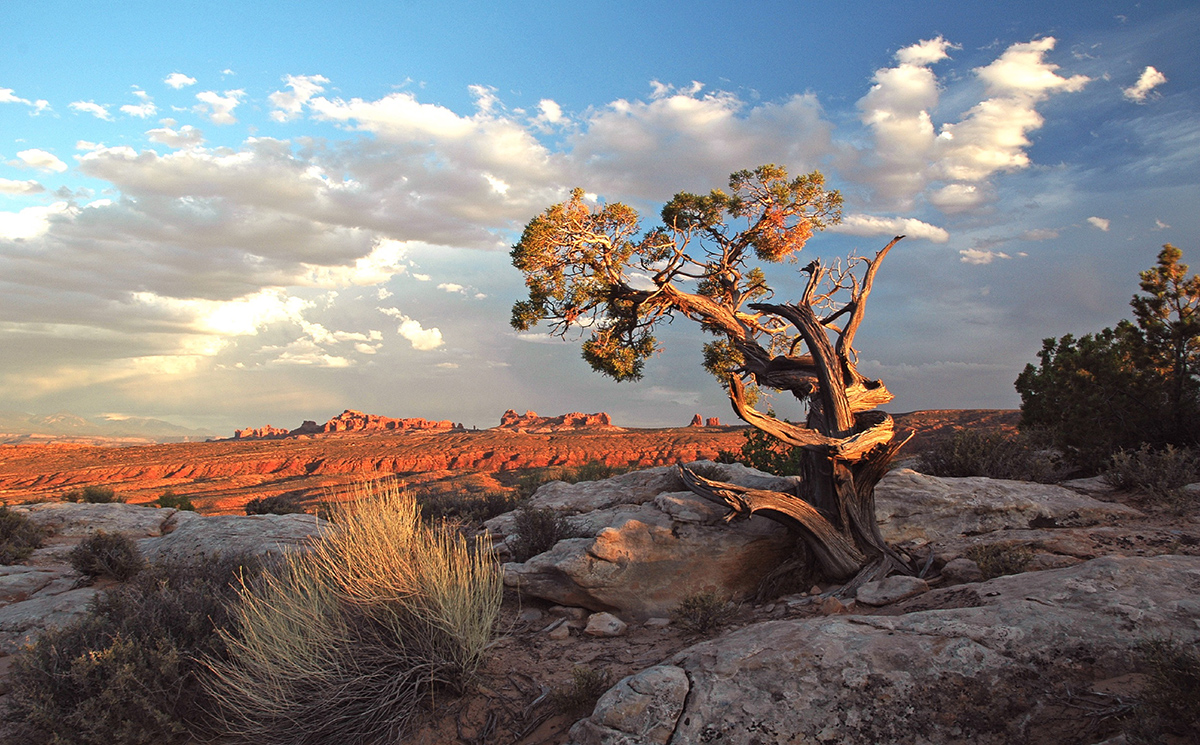 Arches Juniper