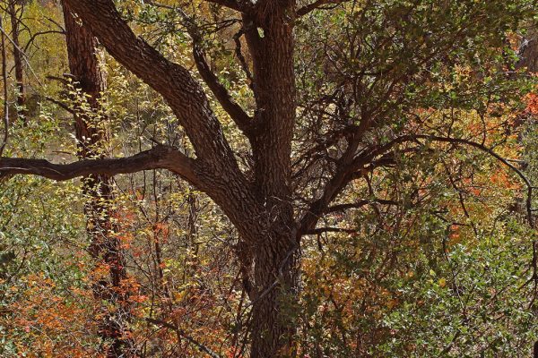 new-mexico-Gila-Oak