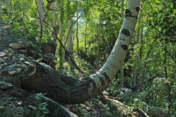 new-mexico-Philmont-Aspen-8