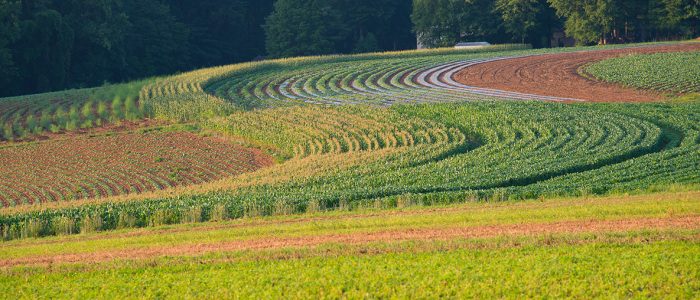 rural-scape-c-Crop-Maze