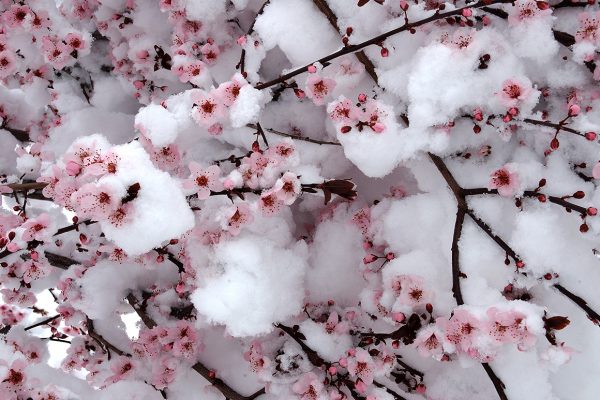 indigenous-Snow-Blossoms