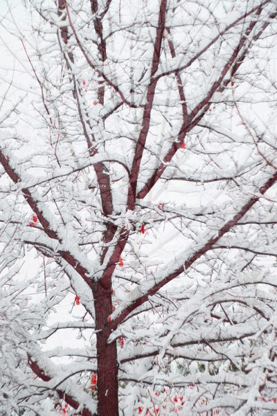 Winter-Oak